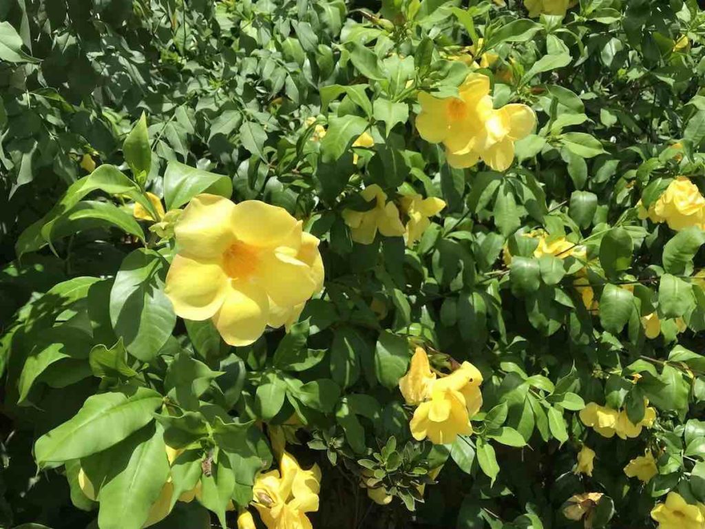 沖縄の黄色い花