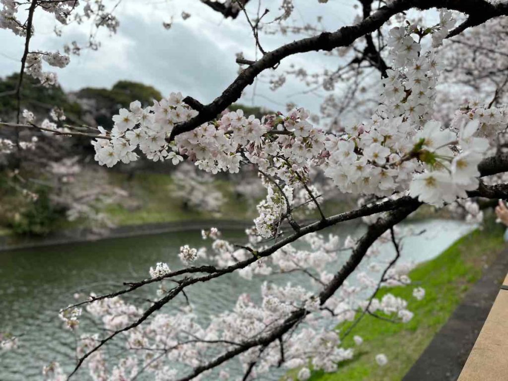 千鳥ヶ淵　桜