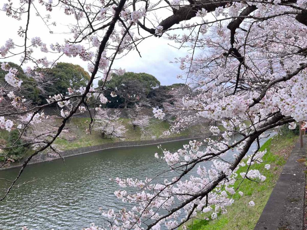 千鳥ヶ淵の開花した美しい桜