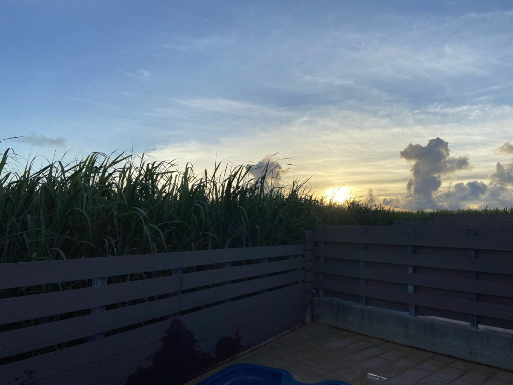 サトウキビ畑の美しい夕日