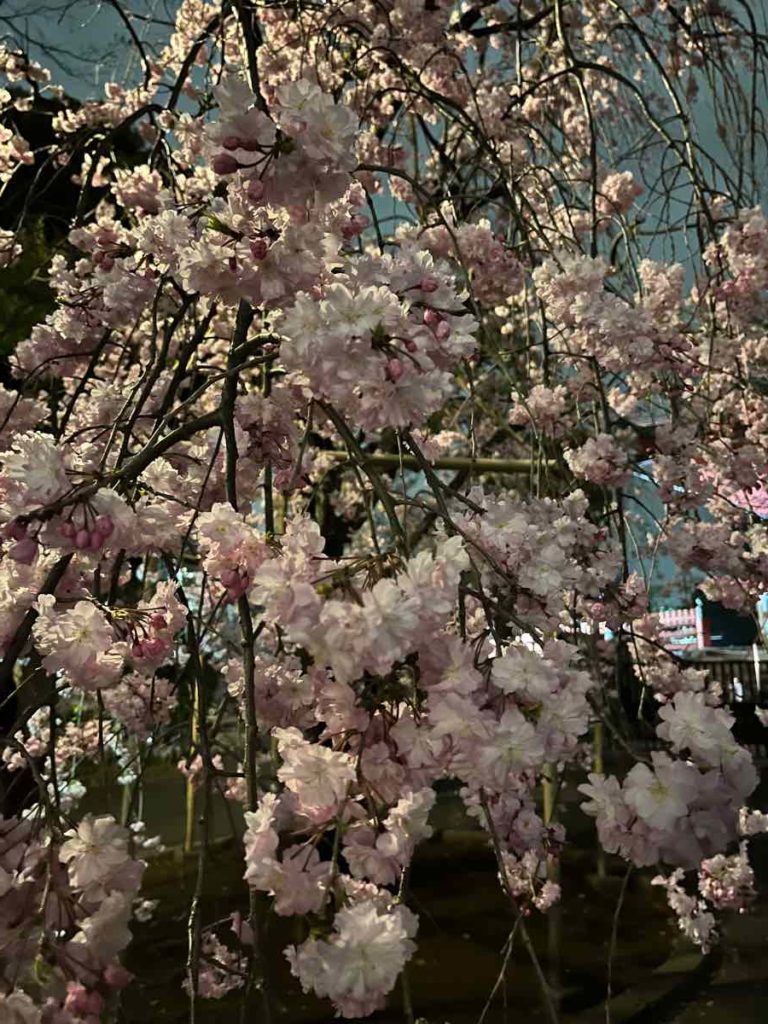 ピンクが濃い枝垂れ桜のアップ
