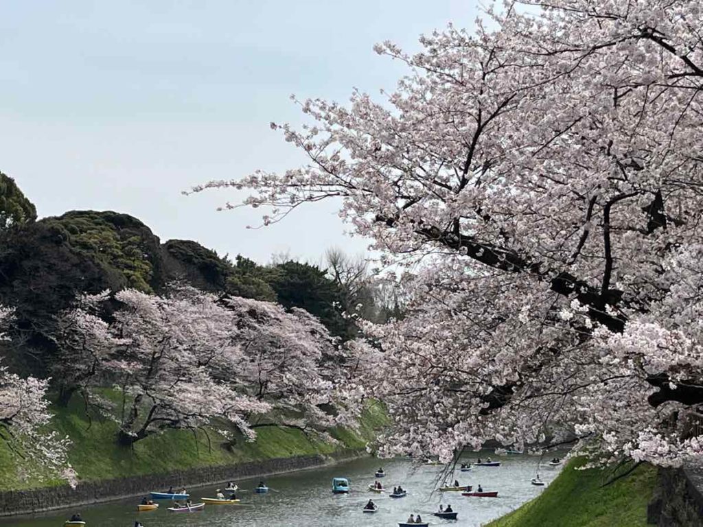 お堀　ボートが沢山　満開の桜