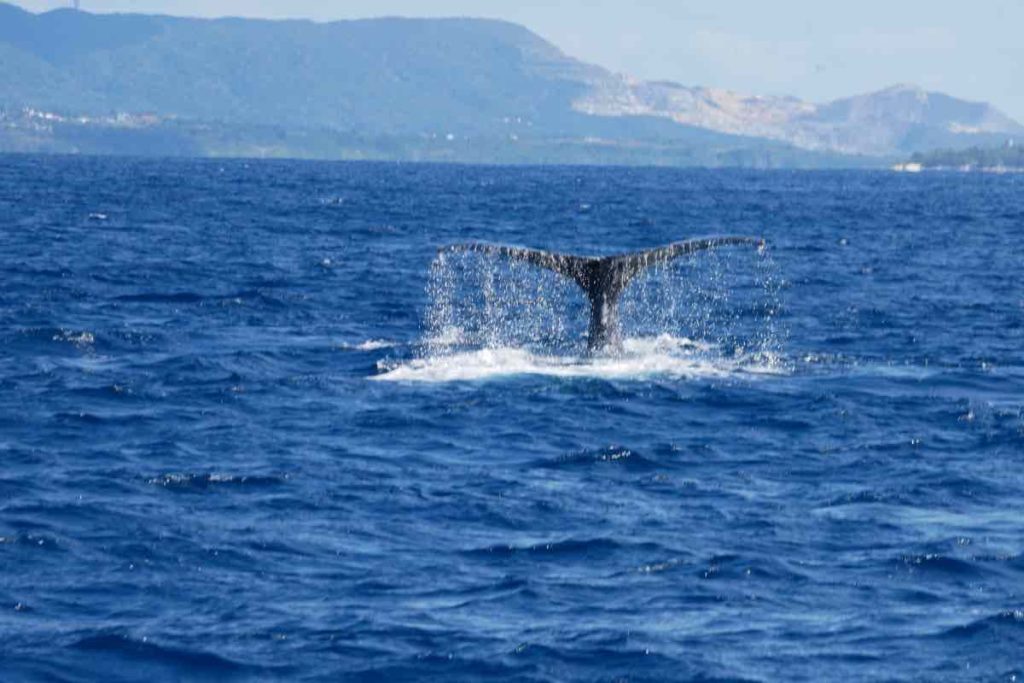 水しぶきをあげて海から出た鯨の尻尾