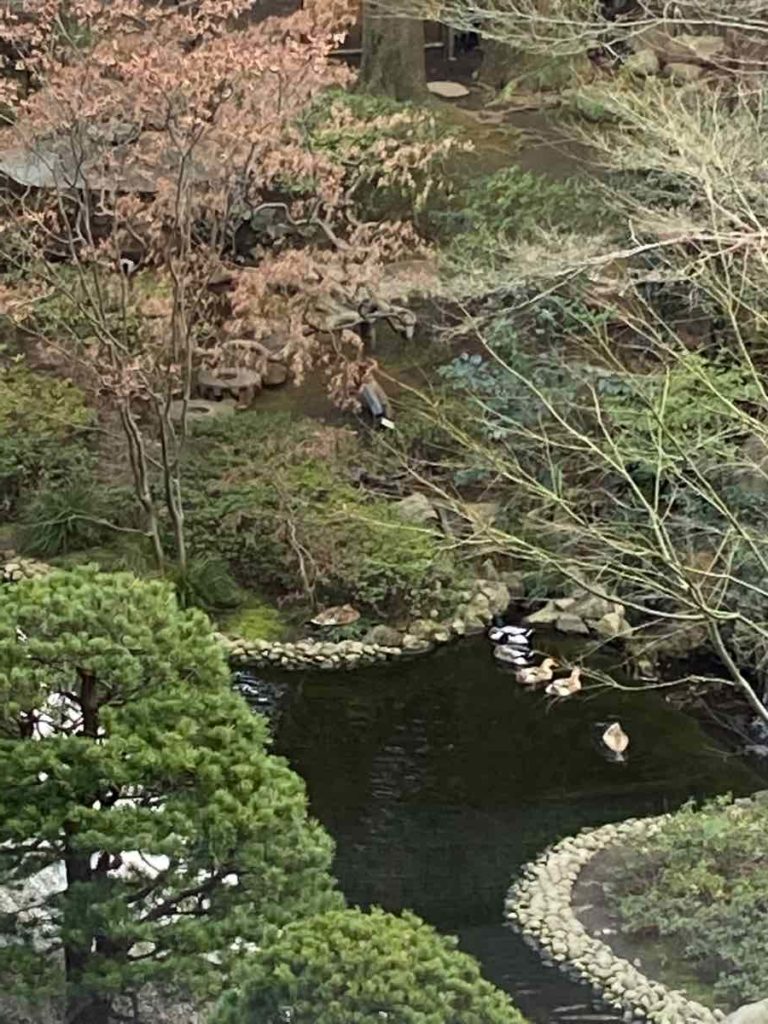 シェラトン都ホテル東京内にある日本庭園の池とカルガモの群れ