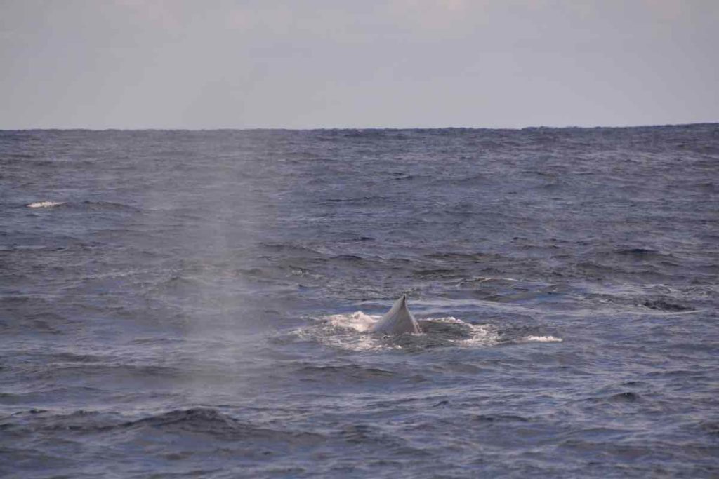 鯨3頭の潮吹き