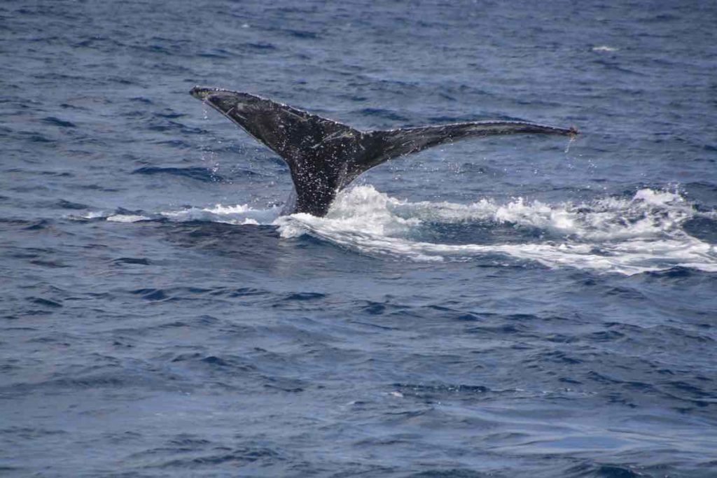 海に尾びれを叩きつけている鯨