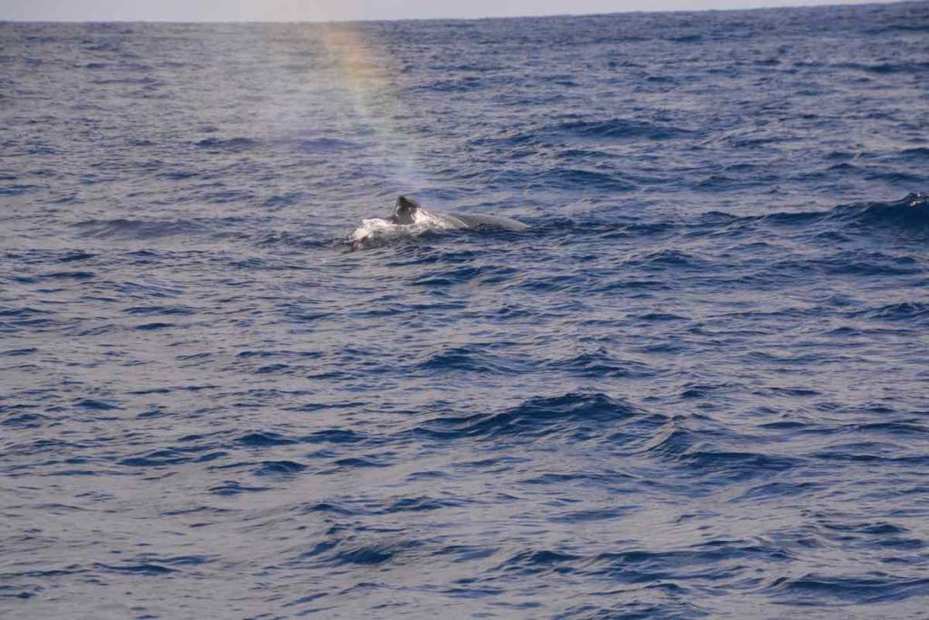 鯨の潮吹きと虹