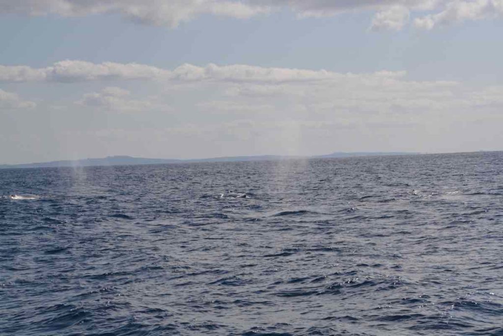 鯨のブレスが上がっている海