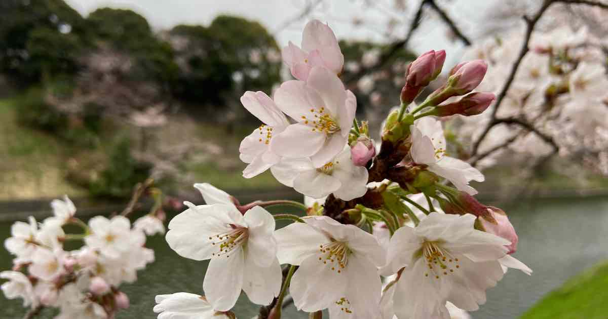 千鳥ヶ淵(皇居)の桜