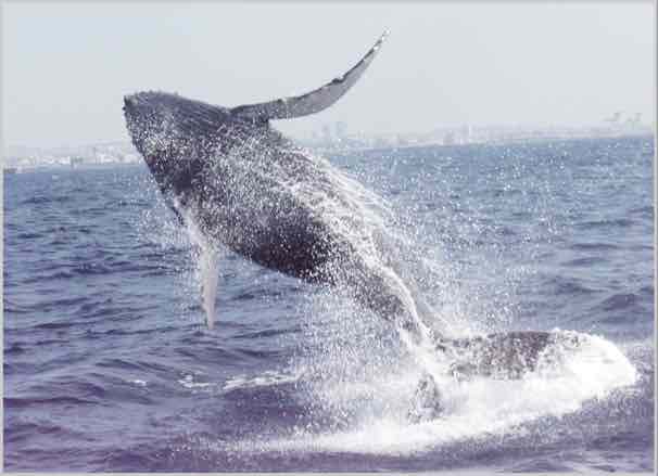 飛び上がる大きな鯨