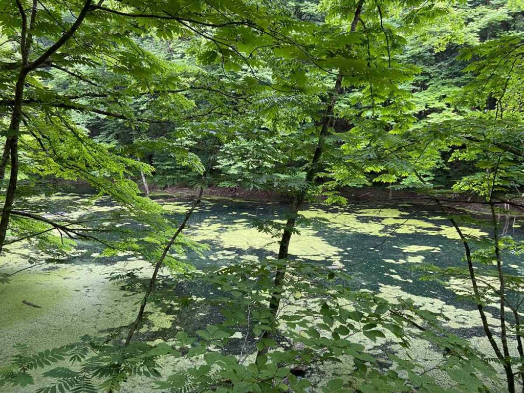 緑の埋釜の池