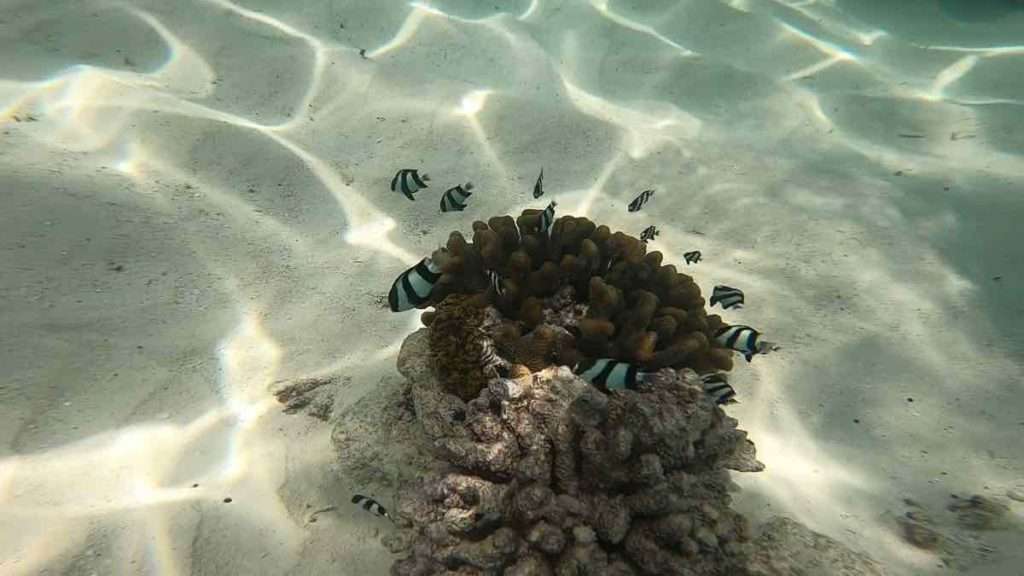 浅瀬の珊瑚の中にいる魚