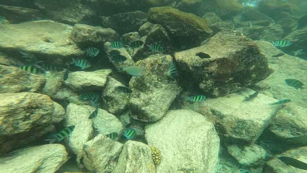 岩場に集まる魚