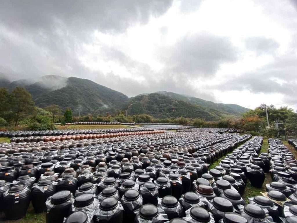 2万本の黒酢を熟成させている壺が並ぶ壺畑