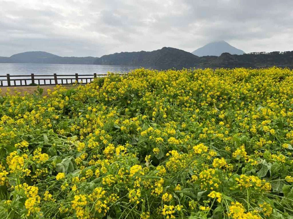 池田湖の周りに咲き誇る菜の花の絨毯。
