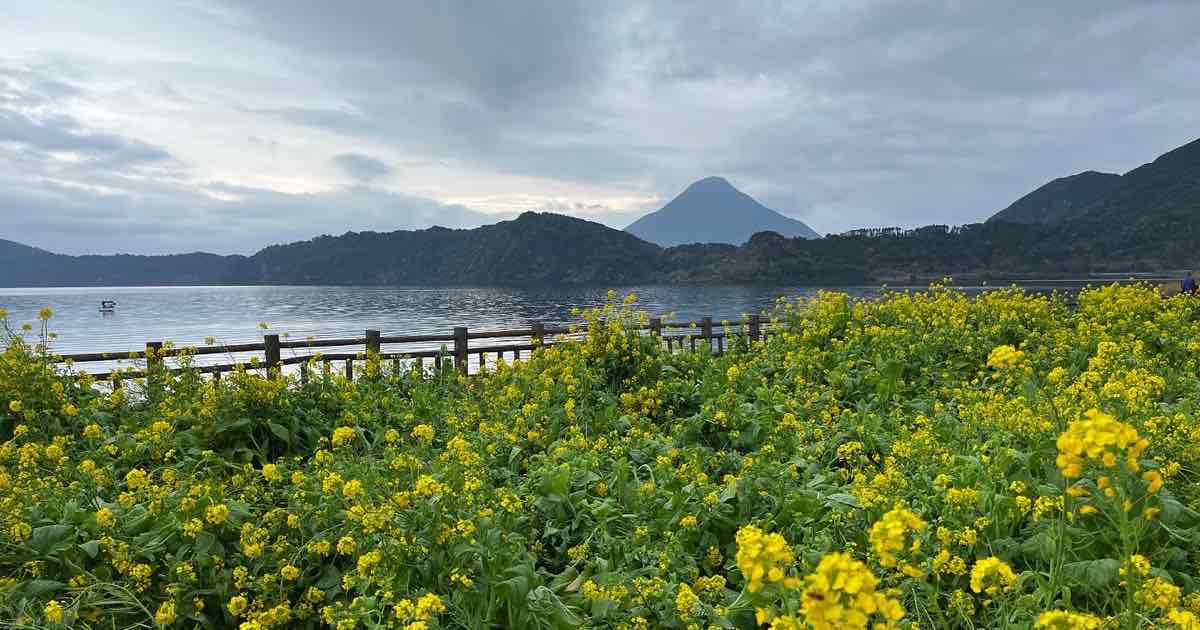 菜の花が満開の開聞岳が見える池田湖