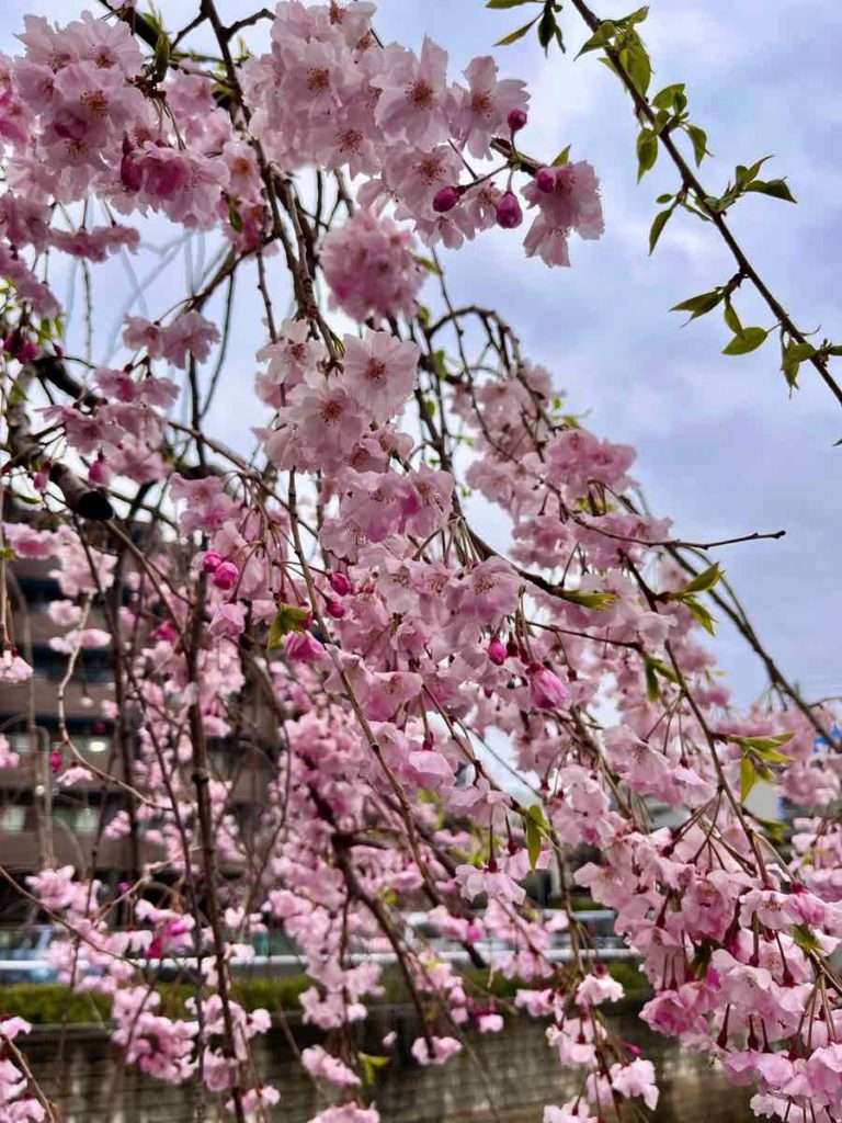 咲き誇る濃いピンクのしだれ桜