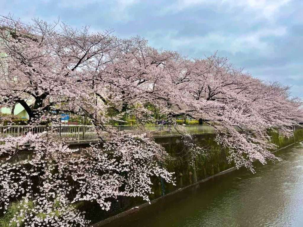 石神井川の沿岸に咲き誇る桜並木