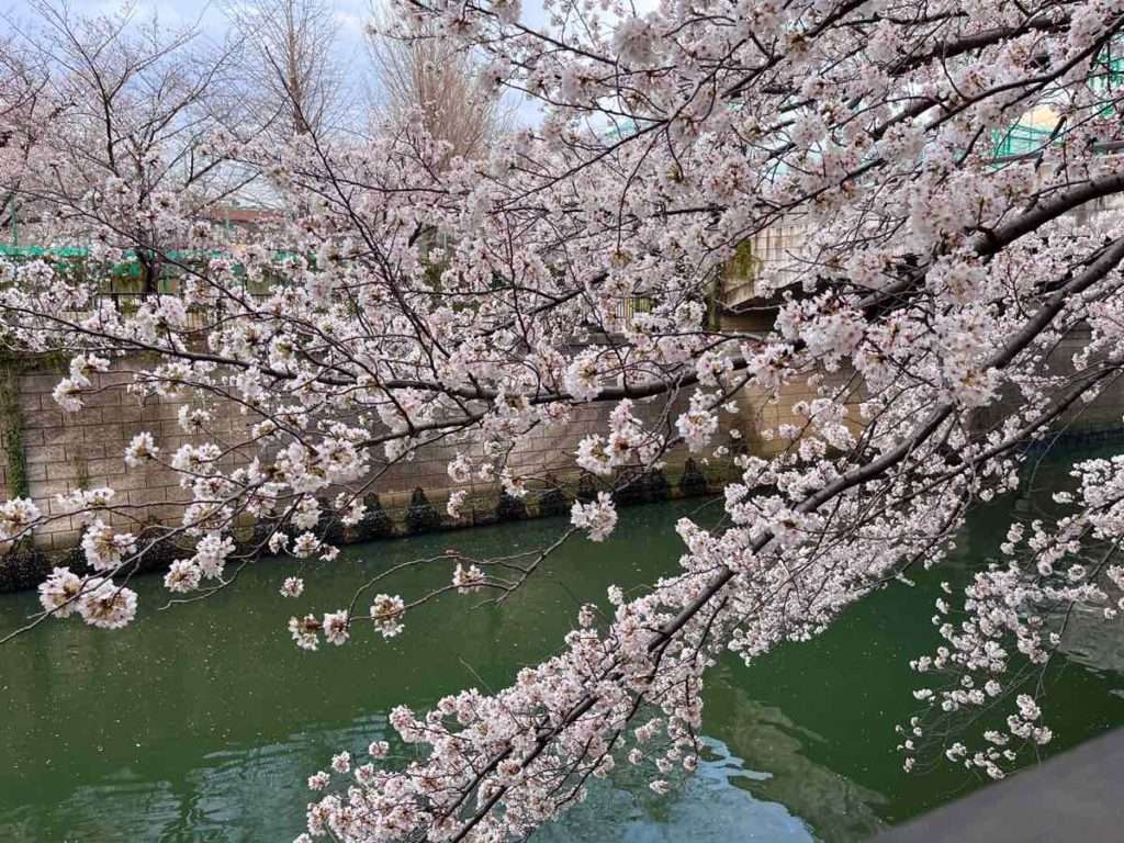 目黒川に垂れる桜の枝