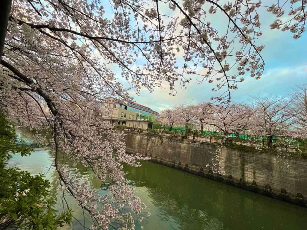 目黒川と桜並木