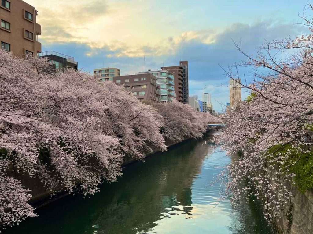 目黒川の両サイドに満開になっている桜