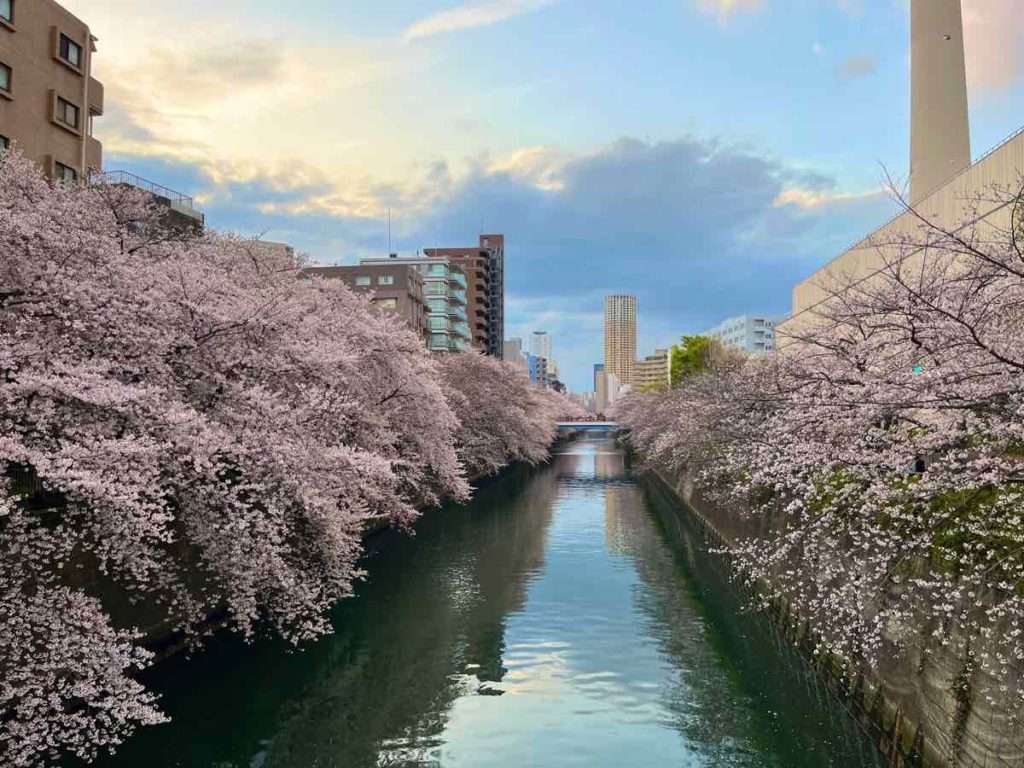 桜が咲く目黒川の景色