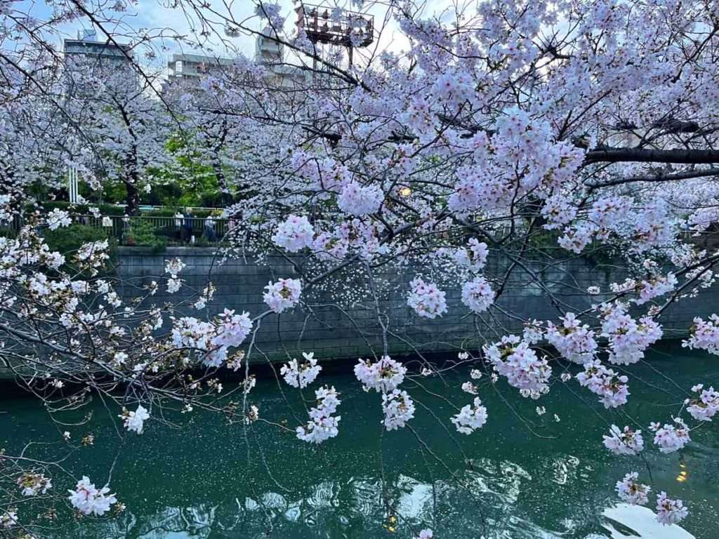 薄いピンク色の桜と目黒川