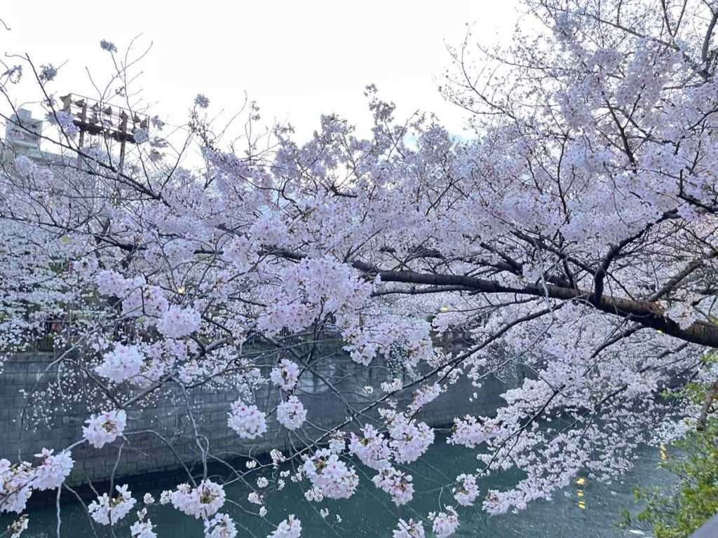 満開に咲いたピンクの桜と目黒川