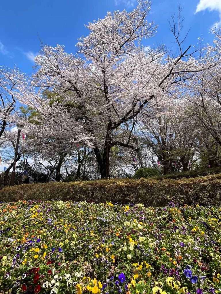 飛鳥山公園の桜とパンジー