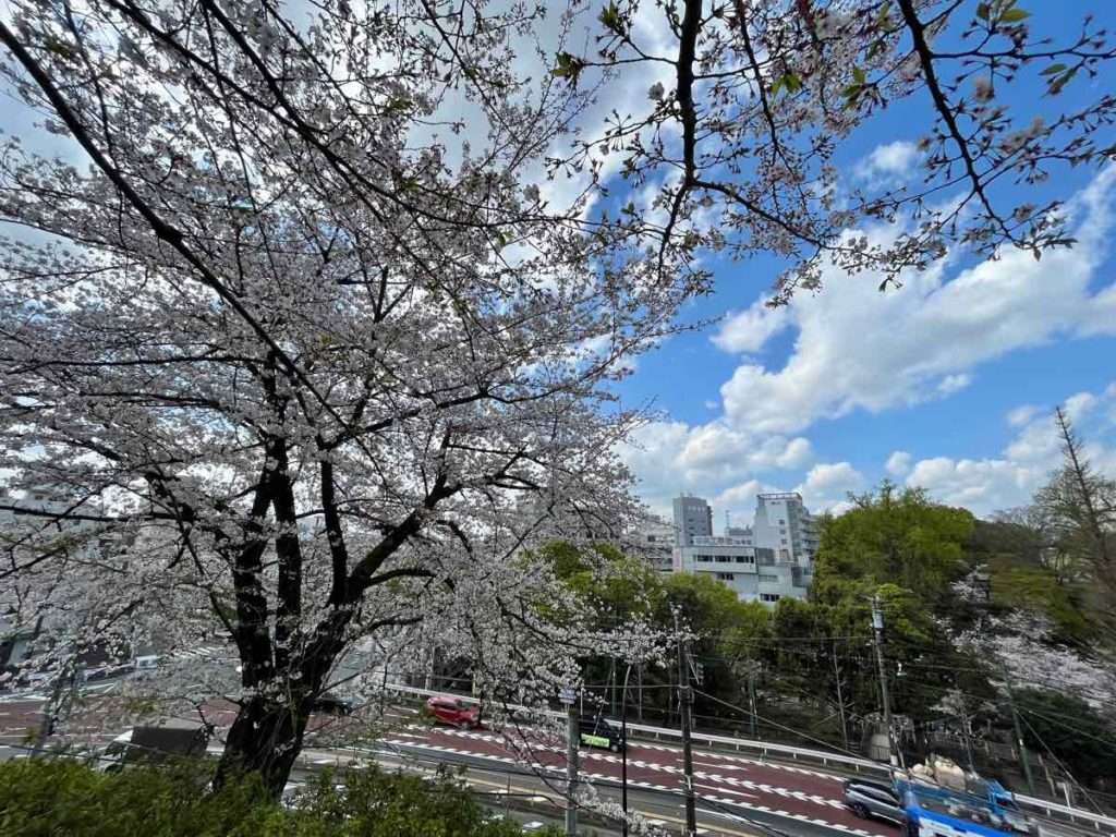 飛鳥山頂上から見下ろす満開の桜と街の景色