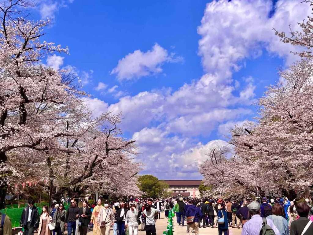 桜が満開の上野恩賜公園並木ロード