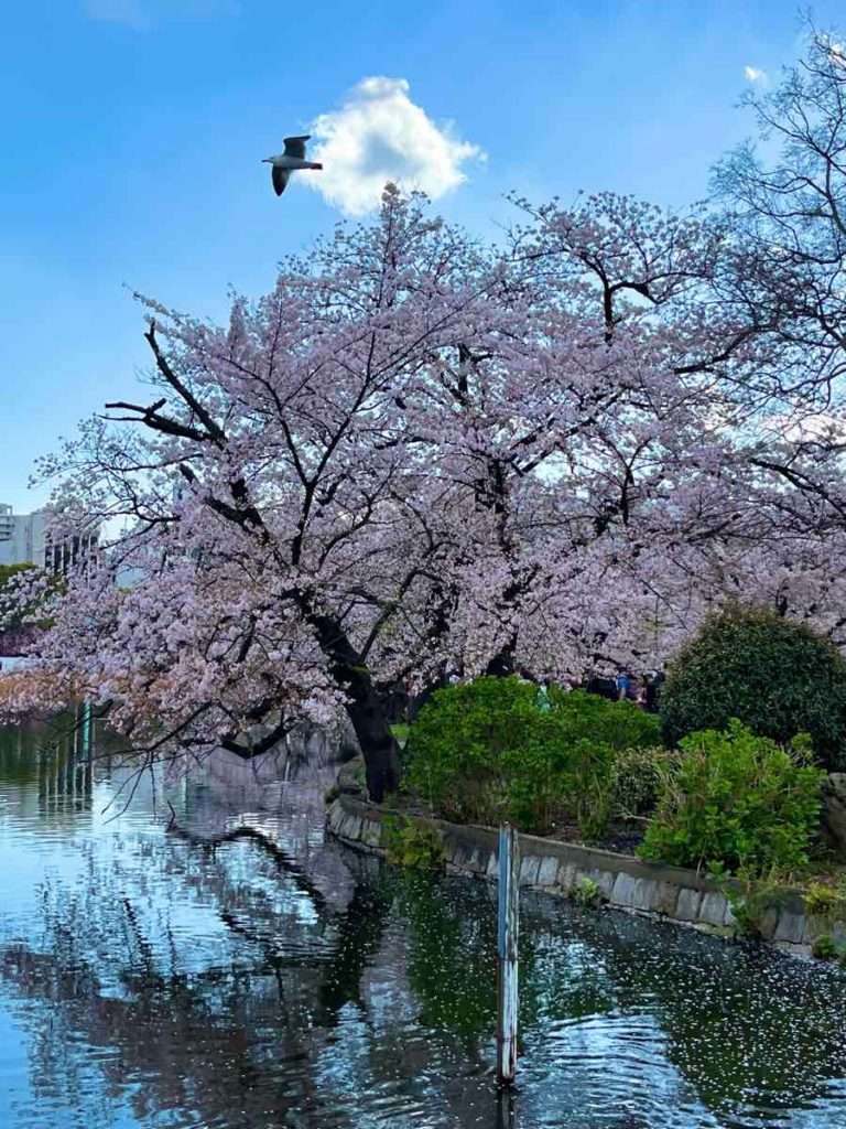 不忍池のカモメと大きな桜