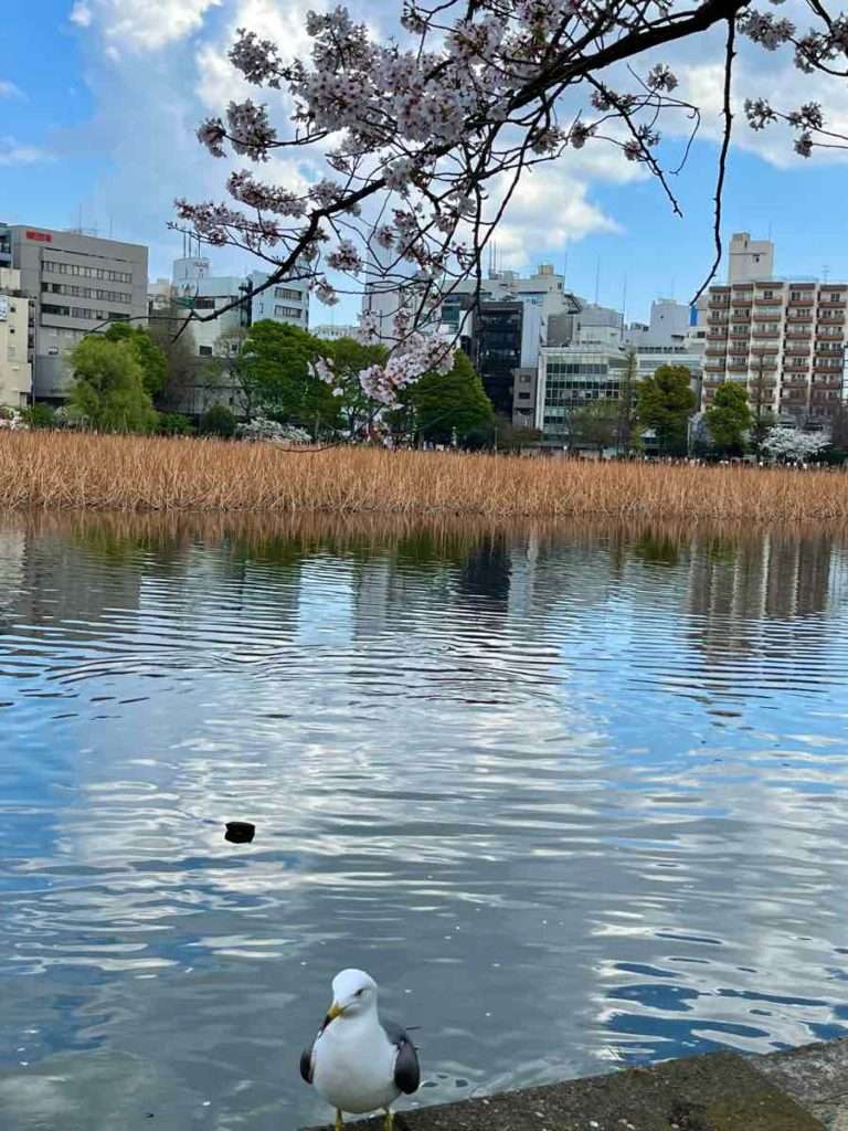 水際を歩くカモメと不忍池の桜