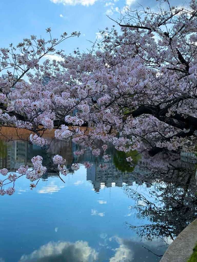 美しい桜と池に映し出された風景