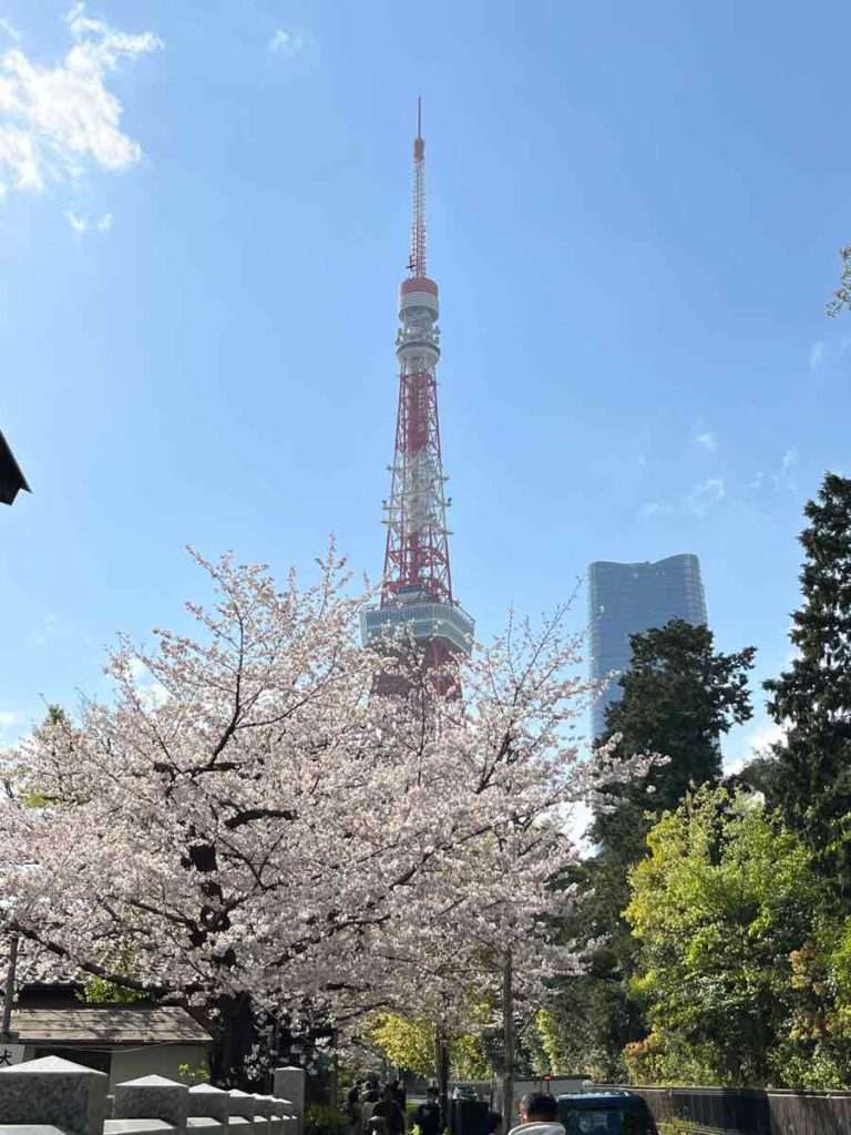 満開の桜と東京タワー