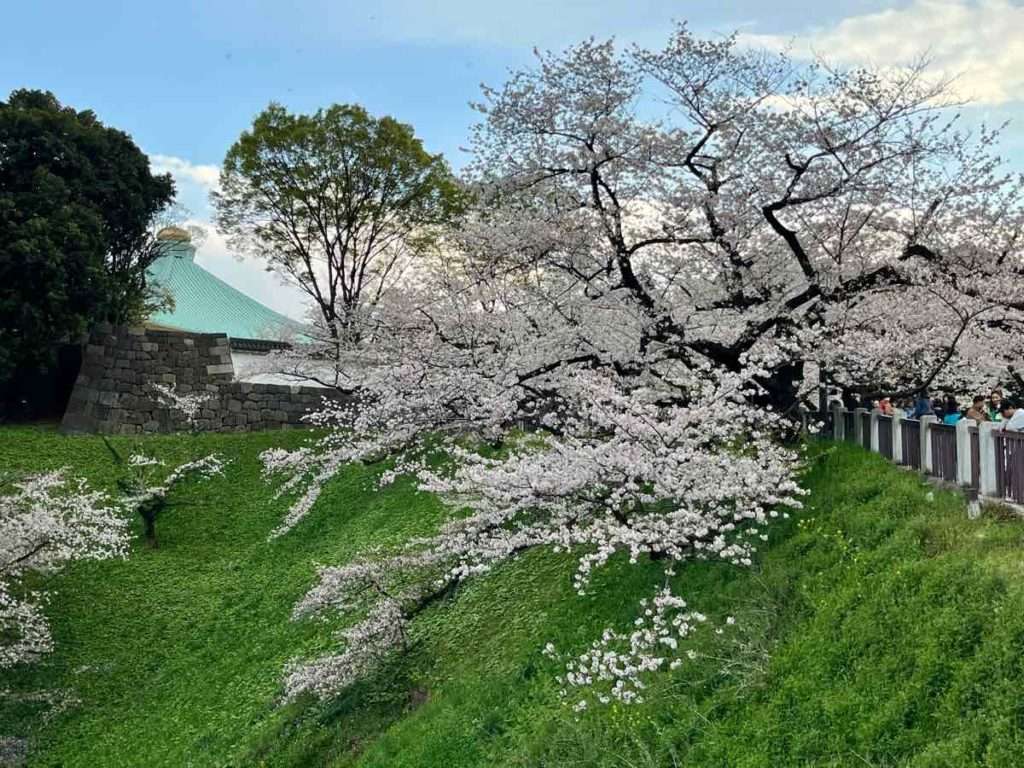 青い空と武道館へ続く田安門まえの大きな桜