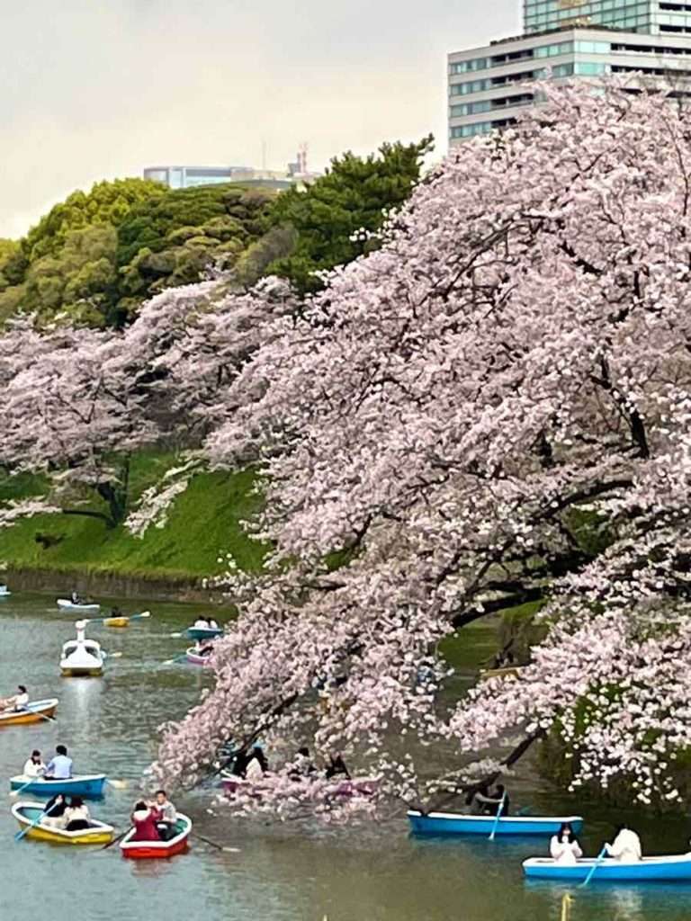 高層ビルと千鳥ヶ淵に浮かぶボートと巨大な桜