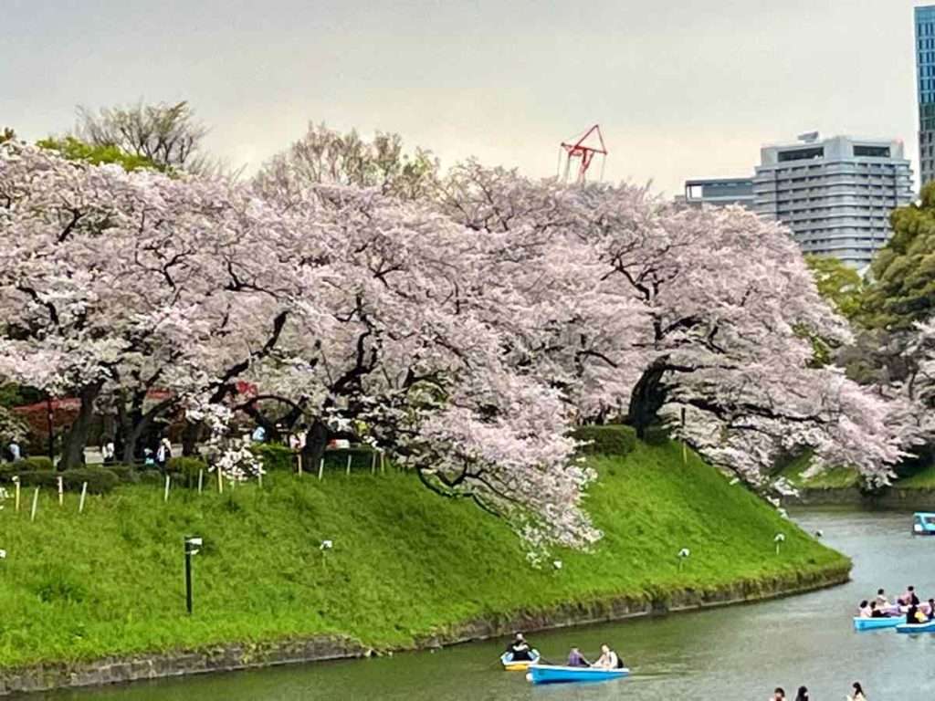 お堀のまわりに続く大きな桜並木