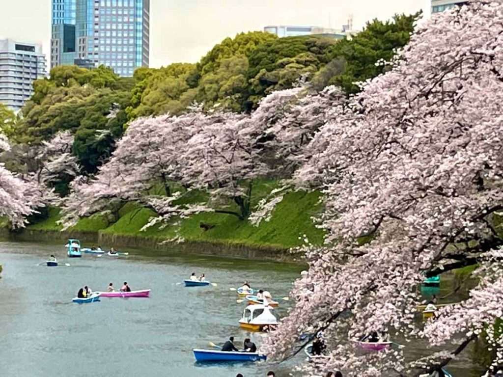 高層ビルと千鳥ヶ淵に浮かぶボートが小さく見えるほどの水面にたれた大きな桜