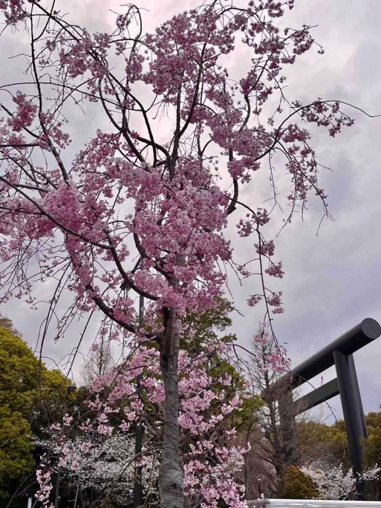 靖国神社鳥居近く、ピンクのしだれ桜