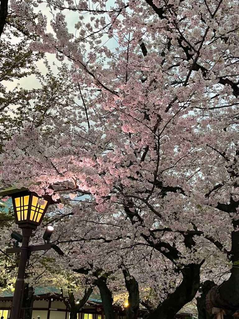 靖国神社内苑、桜の天井