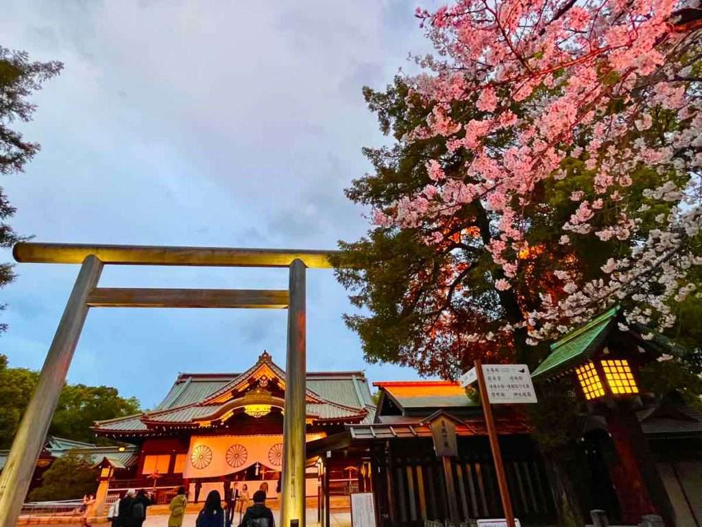 靖国神社本堂前の鳥居とピンクの八重桜