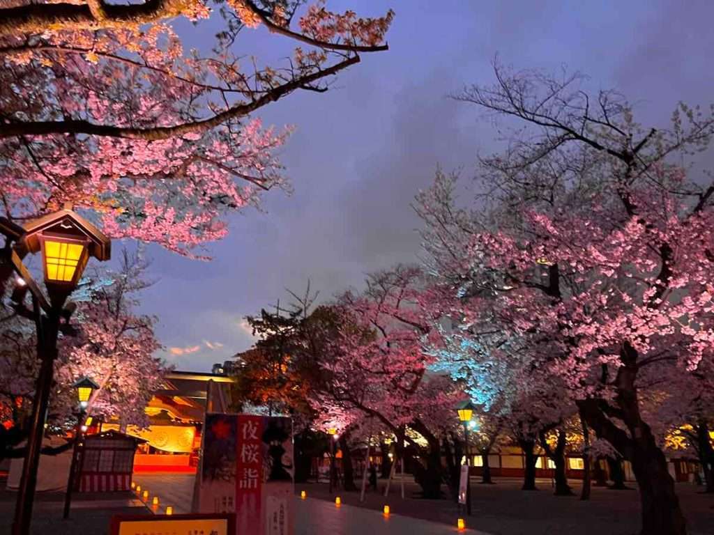 ライトアップされた濃いピンクの桜が咲く靖国神社参道