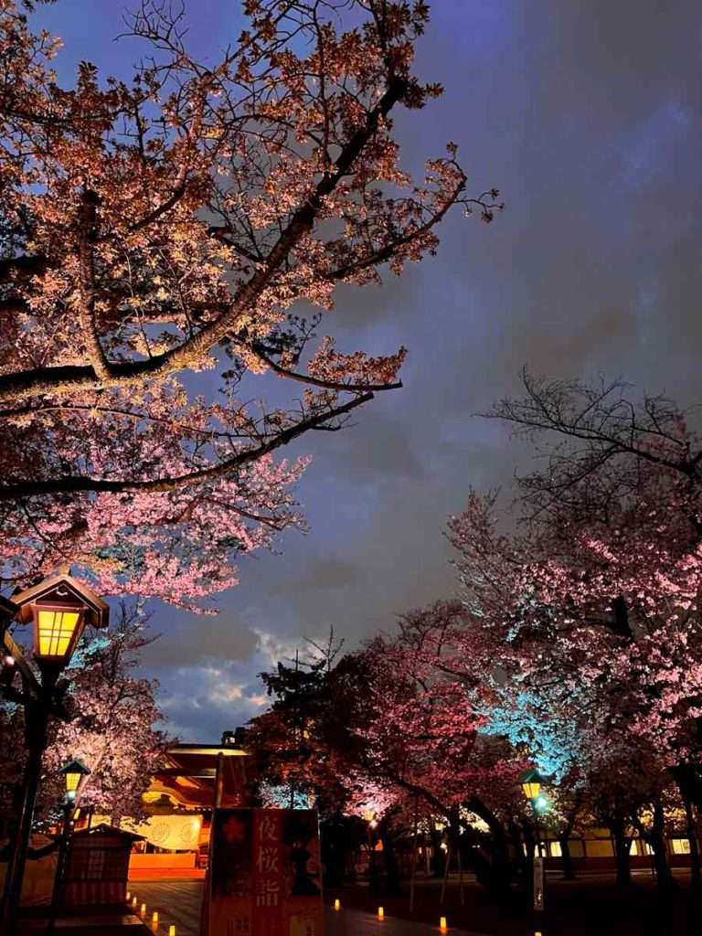桜が咲く靖国神社内苑の参道