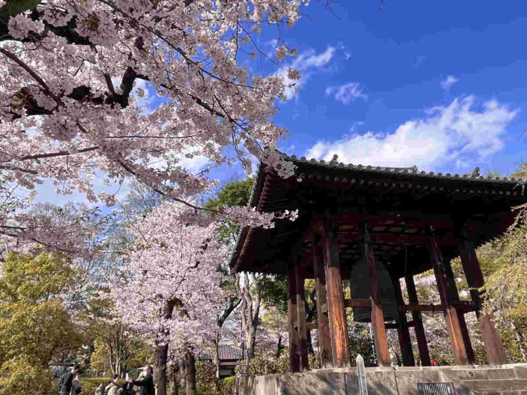 増上寺の鐘と満開の桜
