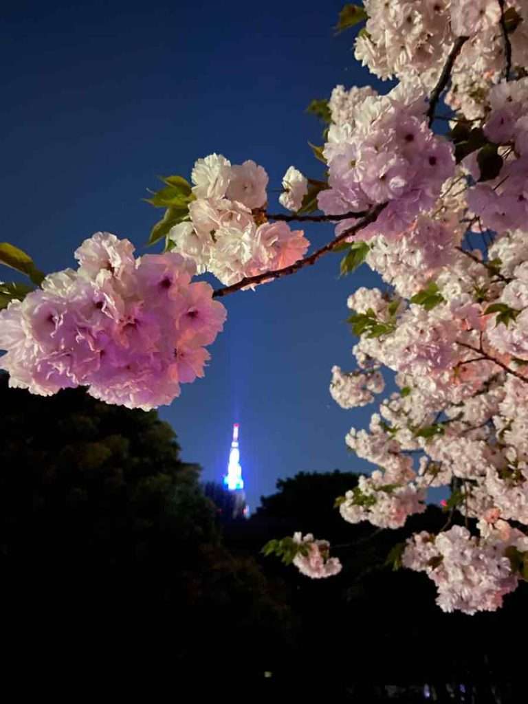 代々木タワーと遅咲きの山桜