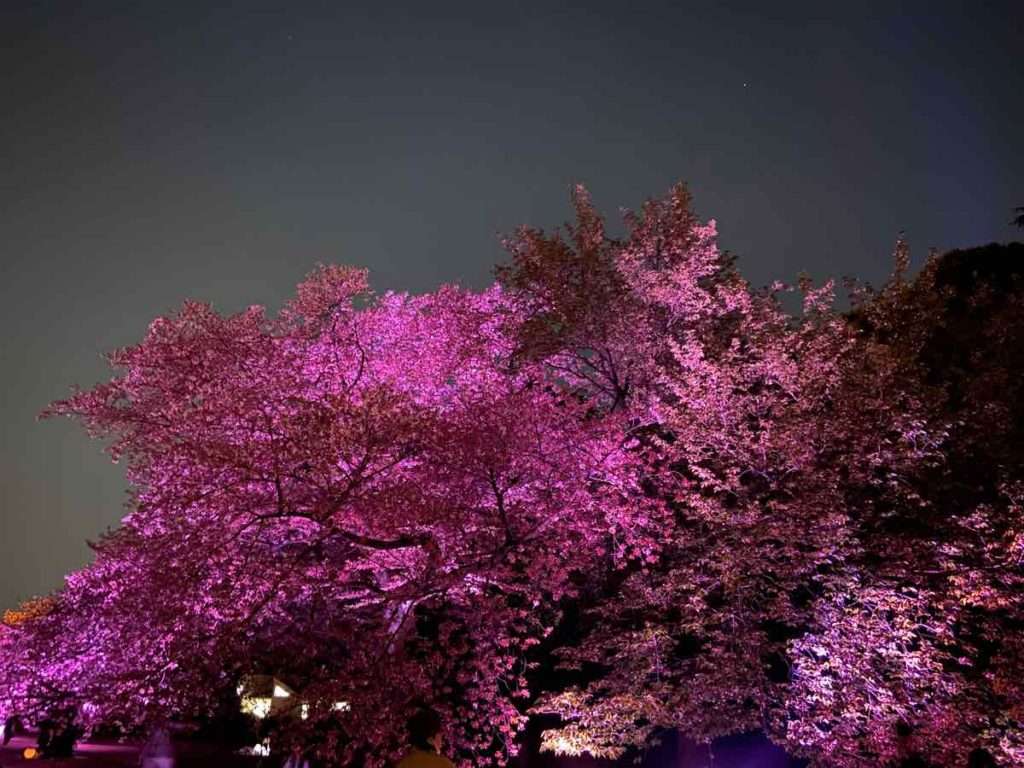 新宿御苑の中にあるピンクにライトアップされた大きな木