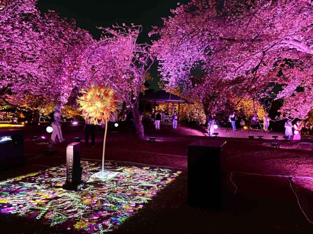 NAKID桜の新宿御苑2023のプロジェクションマッピング