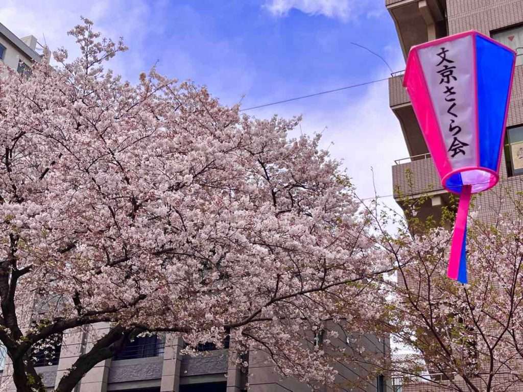 文京さくら会のボンボリと満開の大きな桜