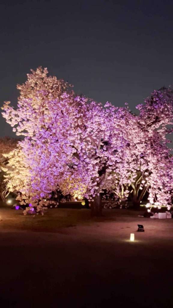 ライトアップされた美しい大きなしだれ桜